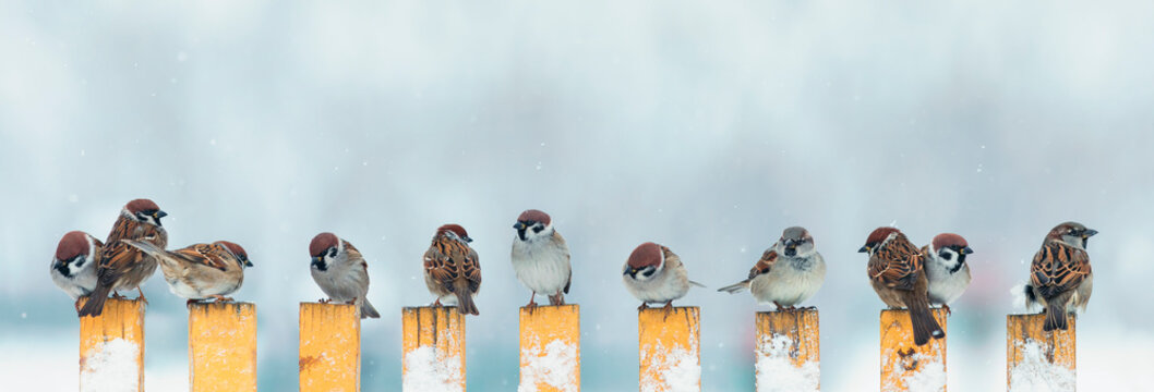 panoramic photo with a flock of small birds, sparrows sit on a wooden fence in the village on a snowy winter day