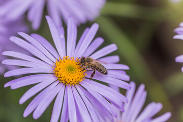 Aster alpinus or Alpine aster purple or lilac flower with a bee collecting pollen or nectar. Purple flower like a daisy in flower bed.