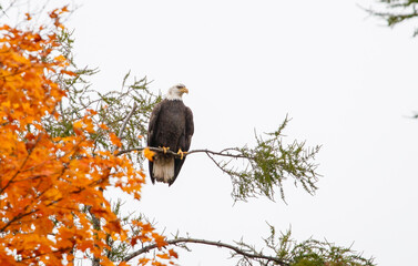 Autumn bald eagle on tree branch
