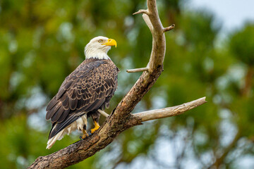 American Bald Eagle