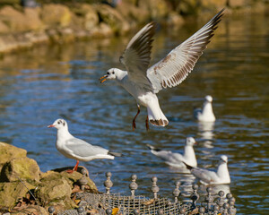 A seagull taking off by a pond in a city park