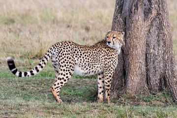 Gepard auf Beutesuche