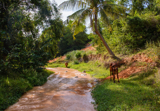 a river walk in a red canyon