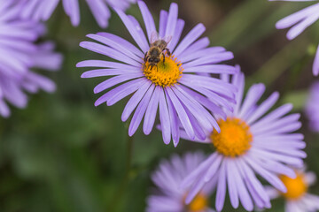 Aster alpinus or Alpine aster purple or lilac flower with a bee collecting pollen or nectar. Purple...