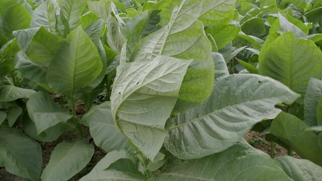 Tobacco plantation in Reparto Conchita, Cuba, Vi&ntilde;ales Valley. 