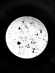 crumbs on a plate