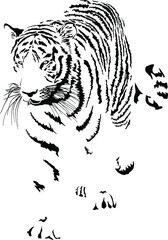Tiger, Latin Panthera tigris tigris - 480580455