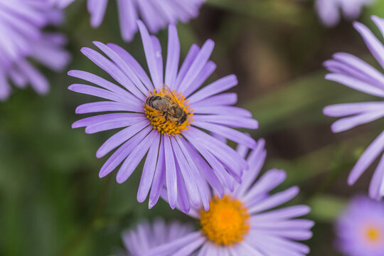 Aster alpinus or Alpine aster purple or lilac flower with a bee collecting pollen or nectar. Purple flower like a daisy in flower bed.