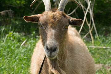 portrait of a goat