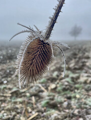 Wilde Karde (Dipsacus sylvestris) im Frost
