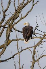 Autumn bald eagle on tree branch