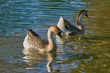 Two geese swimming in a pond  at Villa Borghese city park in Rome
