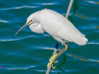 Snowy Egret with Golden Slippers