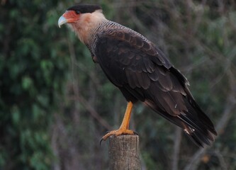 red tailed hawk