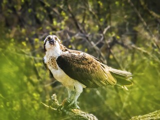 hungry osprey perched on a branch 