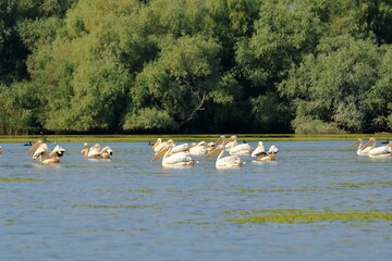 Naklejka premium a group of pelicans in the Danube Delta, Romania