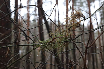 Pine needles in the rainy winter forest 