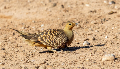 Namaqua Sandgrouse in the Kgalagadi