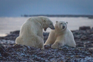 Polar bear sits opening mouth beside another