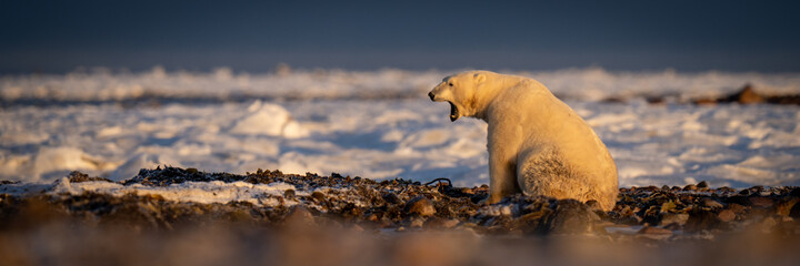 Plakat Panorama of polar bear sitting on tundra