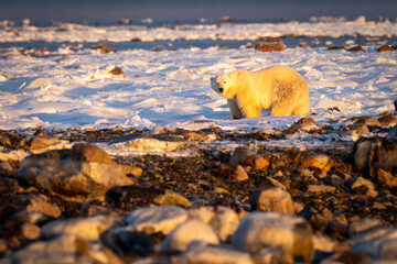 Polar bear standing on tundra among rocks
