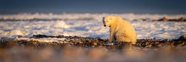 Foto op Plexiglas Panorama of polar bear sitting eyeing camera © Nick Dale