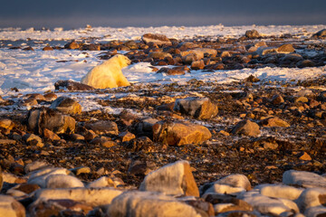 Polar bear lying on tundra among rocks