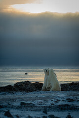 Polar bears grapple on shoreline at dawn
