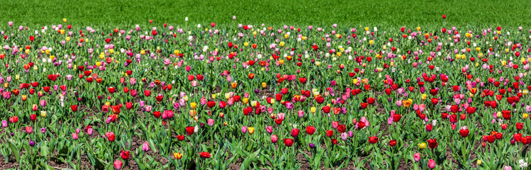 Blühendes Tulpenfeld im Frühling