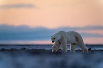 Rolgordijnen Polar bear lifts paw walking across tundra © Nick Dale