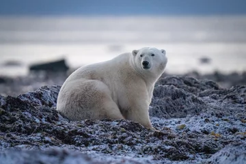 Fotobehang Polar bear sits on kelp looking back © Nick Dale