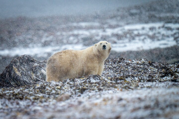 Polar bear stands eyeing camera in snow