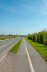 Dandelions by the roadside.