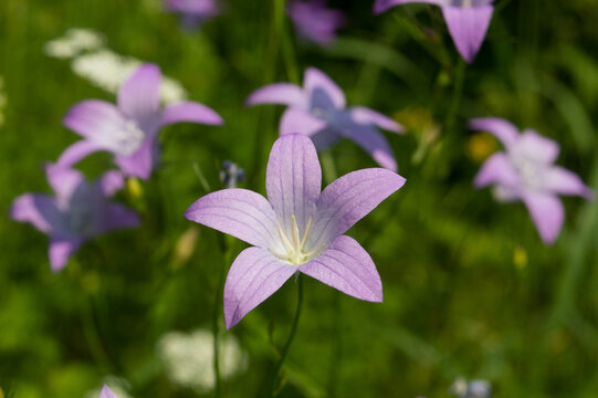 Campanula patula or spreading bellflower with pale purple petals, wildflower in the forest in Croatia
