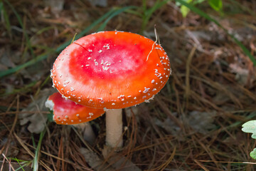 red and white poisonous mushroom in the forest