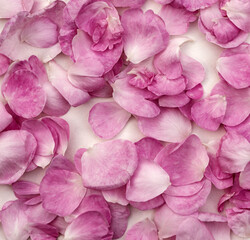 natural background of delicate pink rose petals