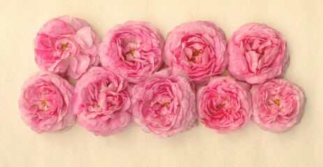 bright delicate pink roses isolated on a light background