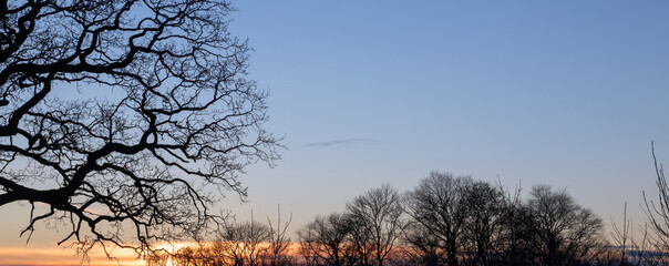 Baum Silhouette  im Winter, Baumbestattung Banner