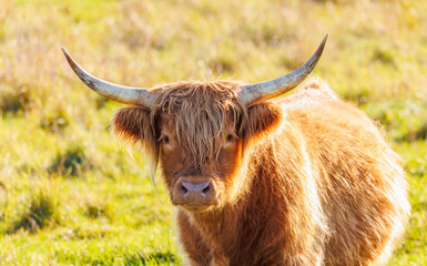 Scotland cattle in grassy field