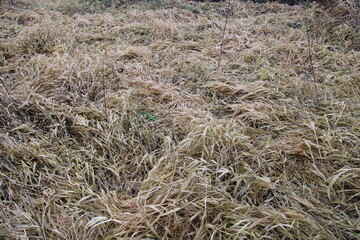 grass in a field