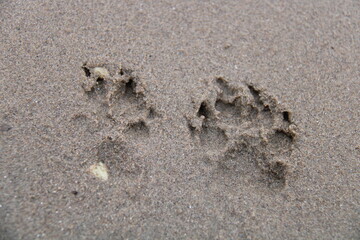 dog on the beach