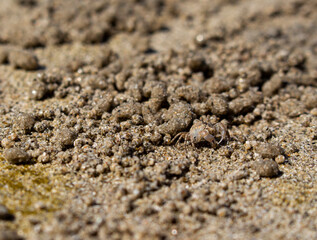 Close-up of sand bubbler crab on the beach with copy space. A pile of sand from sand bubbler crab.