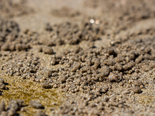 Close-up of a pile of sand from sand bubbler crab on the beach with copy space. 