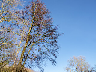 Fototapeta premium trees in the sky