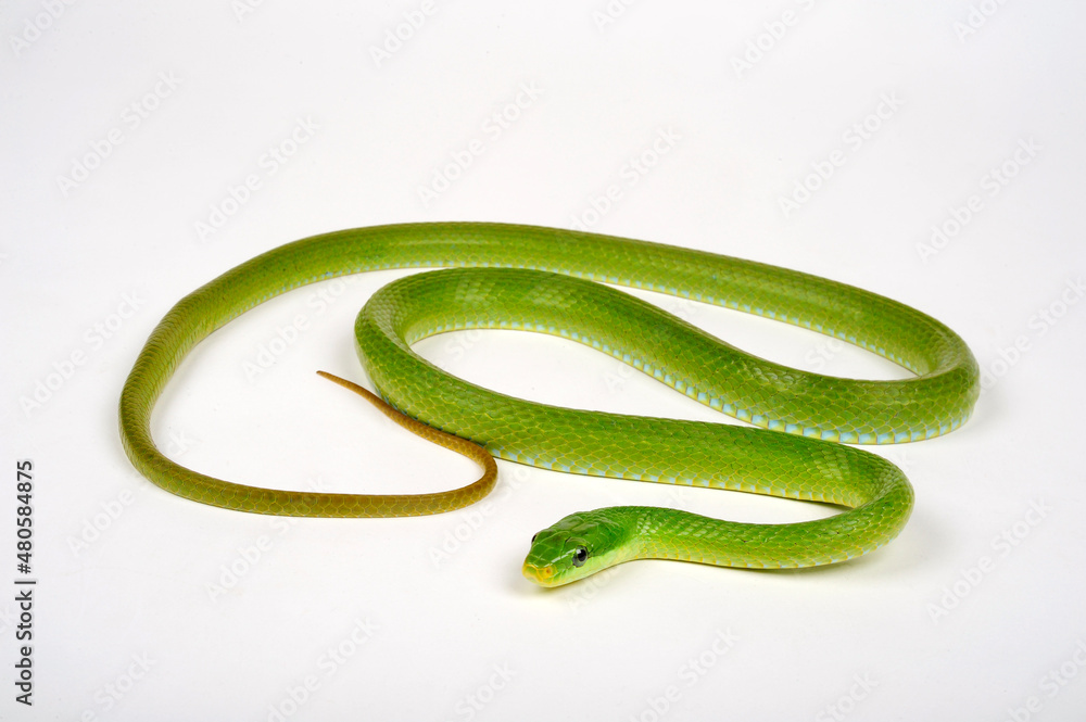 Canvas Prints Green trinket snake, green bush rat snake // Grüne Strauchnatter, Grüne Spitzkopfnatter (Gonyosoma prasinum)