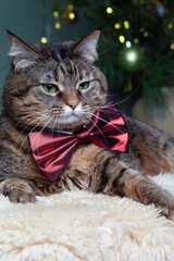 Beautiful portrait of a gray cat in a bow tie. Blurred magic lights background. Christmas mood