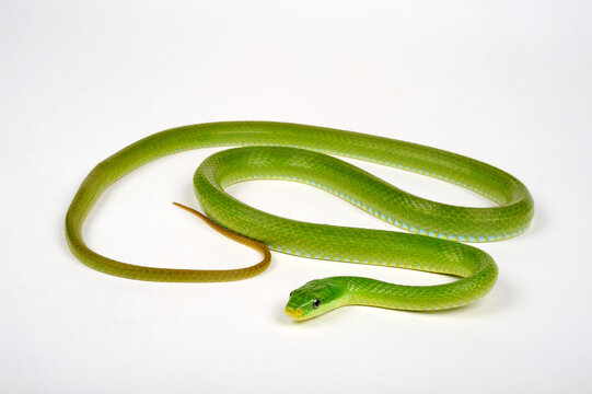 Green trinket snake, green bush rat snake // Gr&uuml;ne Strauchnatter, Gr&uuml;ne Spitzkopfnatter (Gonyosoma prasinum)