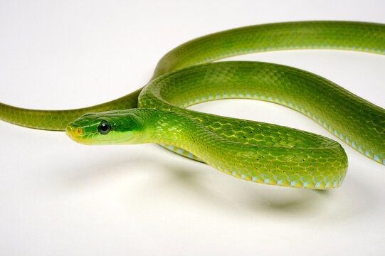 Green trinket snake, green bush rat snake // Gr&uuml;ne Strauchnatter, Gr&uuml;ne Spitzkopfnatter (Gonyosoma prasinum)