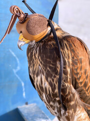 Close up portrait of a peregrine falcon with leather hood. Eyes of a bird of prey on falconry...