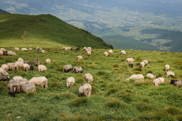 Fototapeta premium Sheeps in a meadow on green grass. Flock of sheep grazing in a hill. European mountains traditional shepherding in high-altitude fields, beautiful nature
